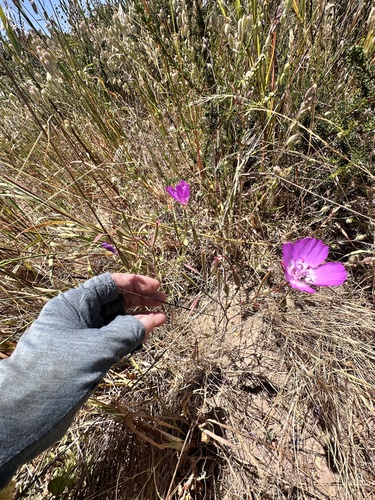 Clarkia lewisii, photograph 3