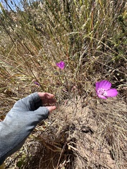 Clarkia lewisii, photograph author not stated, no rights reserved