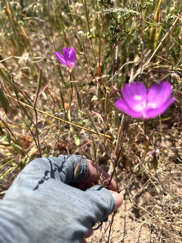 Clarkia lewisii, photograph 4