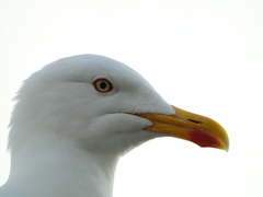 Larus michahellis