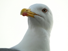 Larus michahellis