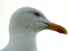 Larus michahellis
