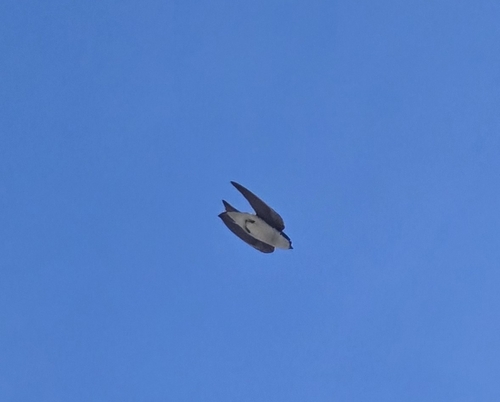 Golondrina bicolor
