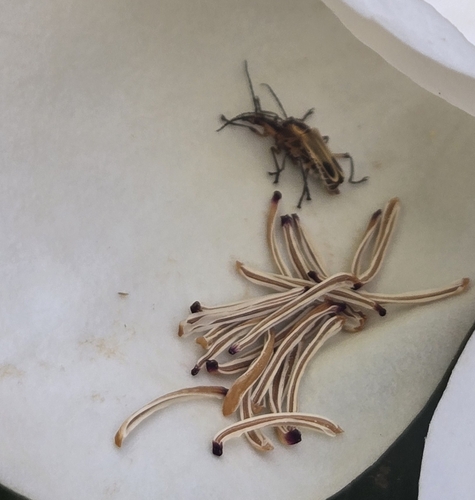 Margined Leatherwing Beetle