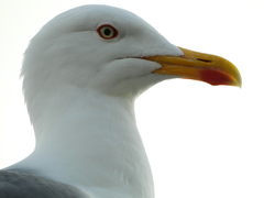 Larus michahellis
