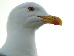 Larus michahellis