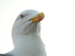 Larus michahellis