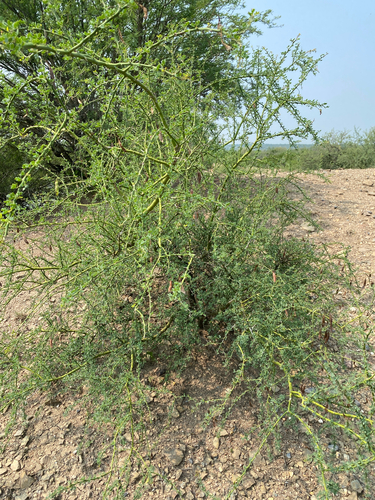 Parkinsonia texana, photograph 1