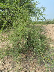 Parkinsonia texana, photograph Iván Cumpián, CC BY, iNaturalist via GBIF