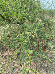 Parkinsonia texana, photograph Iván Cumpián, CC BY, iNaturalist via GBIF