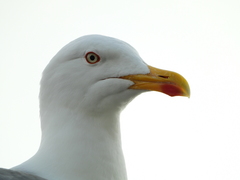 Larus michahellis