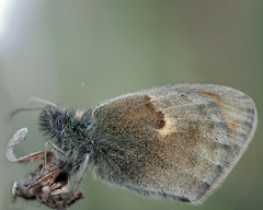 Coenonympha pamphilus