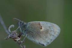 Coenonympha pamphilus