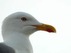 Larus michahellis