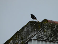 Phoenicurus ochruros