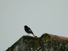 Phoenicurus ochruros