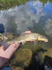 Largescale Sucker photo 1