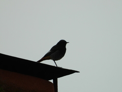 Phoenicurus ochruros