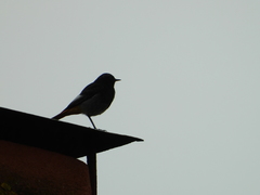 Phoenicurus ochruros