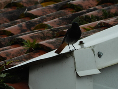 Phoenicurus ochruros