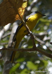 Pericrocotus flammeus