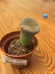 Lithops