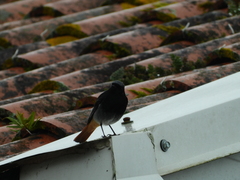 Phoenicurus ochruros