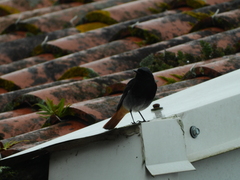 Phoenicurus ochruros