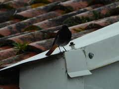 Phoenicurus ochruros