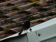 Phoenicurus ochruros