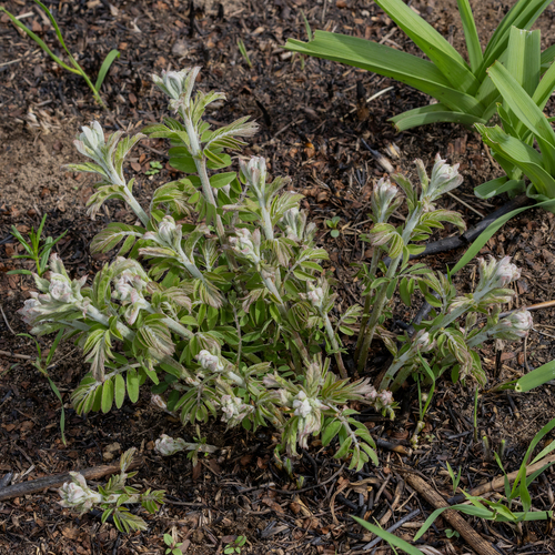 leadplant