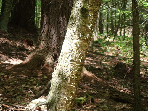 yellow birch