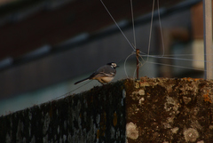 Motacilla alba
