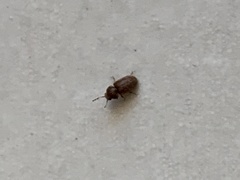 Stegobium