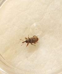 Pachytychius basimaculatus