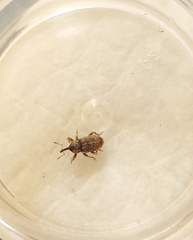 Pachytychius basimaculatus