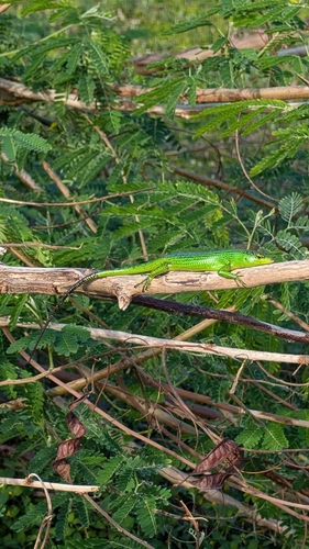 Lamprolepis smaragdina observed 2026-05-12