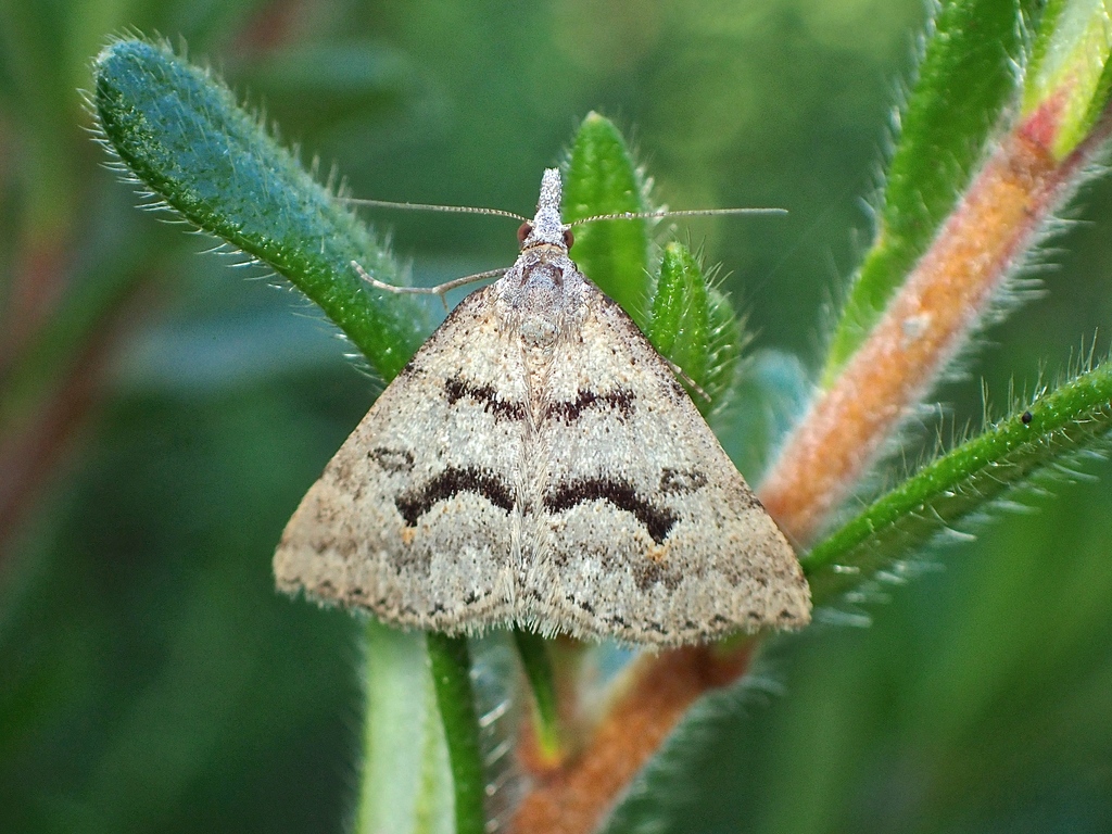 Dichromodes mesogonia