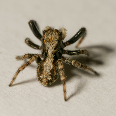 Pseudeuophrys lanigera