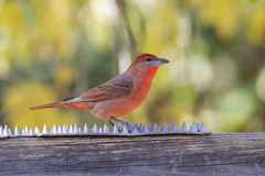 Piranga flava hepatica