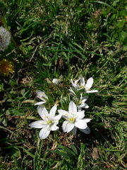 Ornithogalum umbellatum