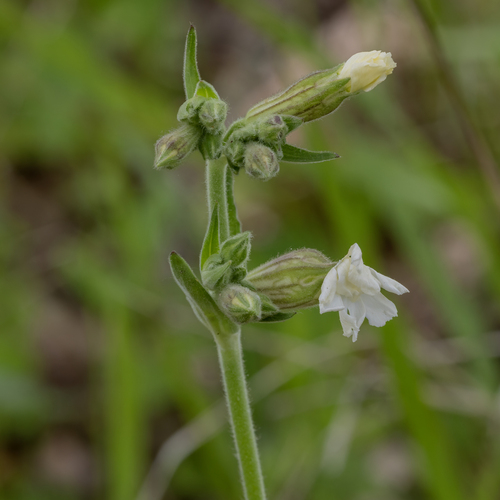 white campion