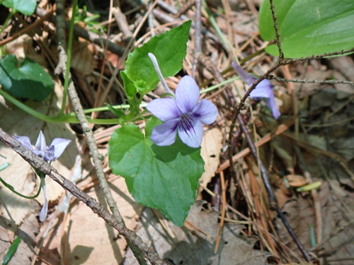Long-spurred violet