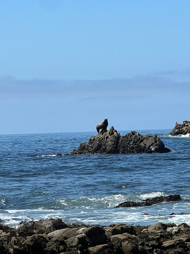 iNaturalist observation photo of California Sea Lion