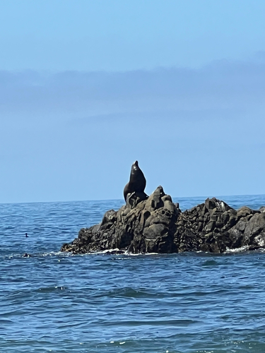 iNaturalist observation photo of California Sea Lion