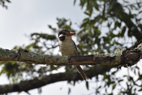 White-eared Puffbird