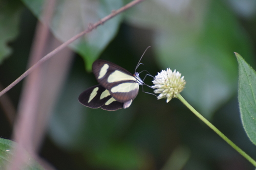 Aeria olena