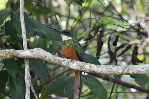 Rufous-tailed Jacamar