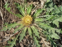 Carlina acanthifolia acanthifolia