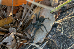 Aphonopelma madera